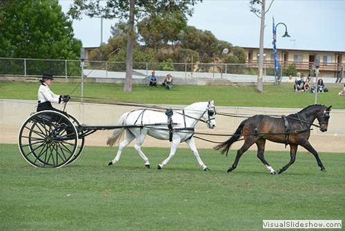 Penndower Protea (wheeler) & Beauwood Maxi (leader) exhibited & driven by Anne Lindh