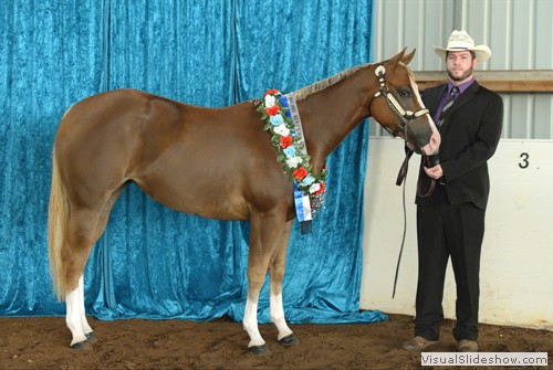 2 year old Halter Futurity winner �One Classic Memento�