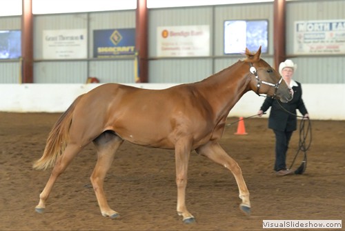 Helen Watson and �Hill View it�s a Love Thing� competing in Lunge Line