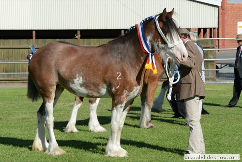 Champion Led Clydesdale Mare or Filly �Wheelabarraback Flash Bonnie� exhibited by R&M Hinkley