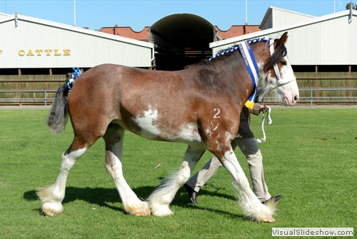 Supreme Champion Led Clydesdale �Wheelabarraback Flash Bonnie� exhibited by R&M Hinkley
