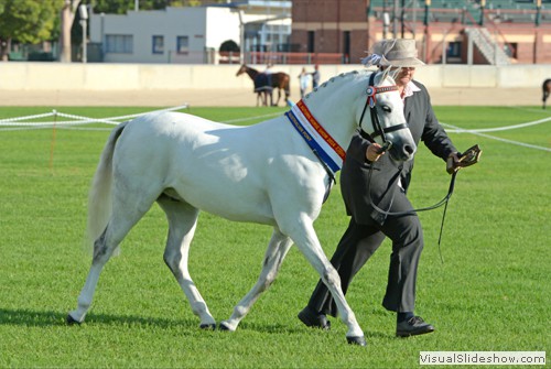 Champion Led Australian Pony �Kooyong Ceaser� exhibited by M Burns