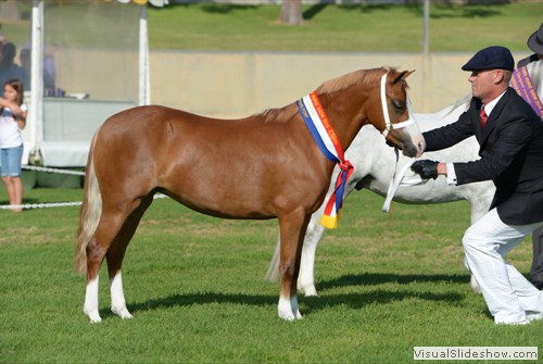 Champion Led Welsh Mountain Pony �Richdale Cassandra� exhibited by S O�Regan