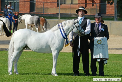 Judge Dean Matthews (VIC) with Supreme Champion Led APSB Purebred Exhibit �Weston Park Chamberlain� exhibited by Shanamon Stud