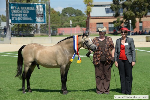Judge Mieke Bigg (QLD) with Champion Led Buckskin/Dun �Rivington Sweet William� exhibited by Challington Stud