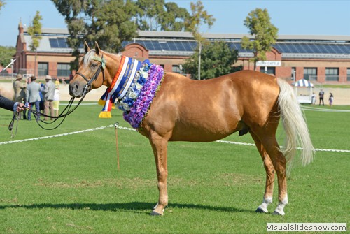 Supreme Champion Led Dilute �Loriot Beau Cheval� exhibited by JL Reeve-Singles