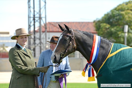 Champion Led Australian Stock Horse Mare or Filly �Chalani Trivia� exhibited by K Ide