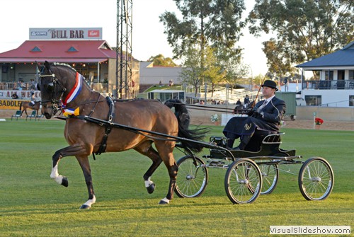 Champion Hackney Harness Horse � �Makari Premiere� exhibited by the Barlow Family