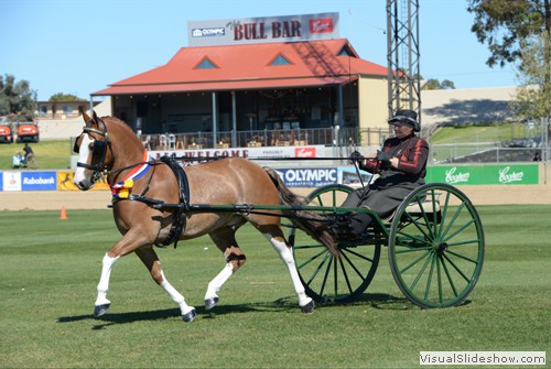 Champion Non Hackney Harness Horse or Galloway � Elsa Avery driving �Crosswynds Our Brenin�