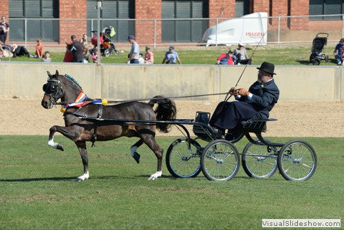 Champion Hackney Harness Pony � Andy Cusack driving �Makari Vitality�