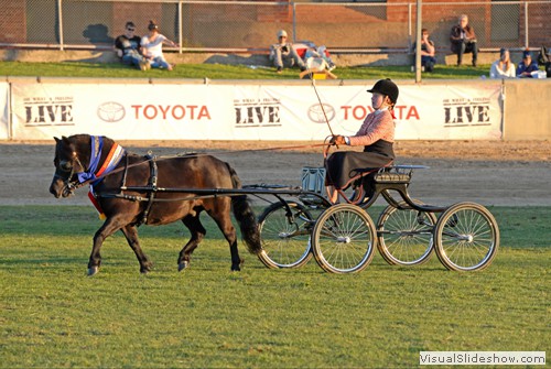 Champion Harness Shetland Pony � �Greenhill Low Rider� exhibited by Fricker, Victoria & Caitlin