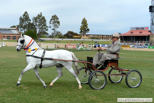 Champion Non Hackney Pony - Neil Shipard driving �Lakevale Zipper�