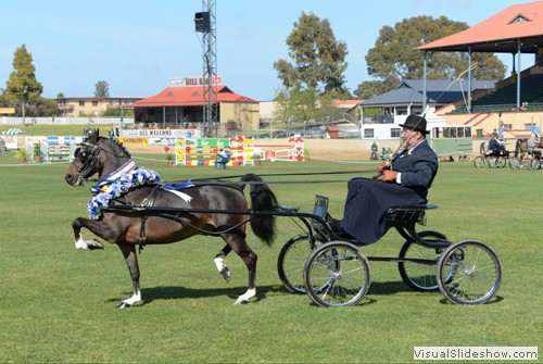 Supreme Champion Light Harness Exhibit - �Makari Vitality� exhibited by Holberton MR & Cusack AJ, PL & CC