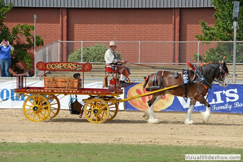 Champion Single Turnout � �McMurchie Dunfirmline� exhibited by Sutherland, LD & CD