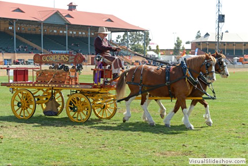 Reserve Champion Multiple Turnout � Mike Keogh driving �Coopers Jesse� & �Coopers Belle� exhibited by Coopers Brewery Clydesdale Team