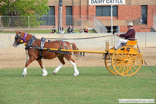 Reserve Champion Delivery Horse - Mike Keogh driving �Coopers Jesse� exhibited by Coopers Brewery Clydesdale Team