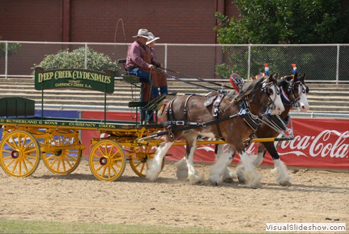 Champion Harness Exhibit � �Lowanvale Sam� and �McMurchie Dunfirmline� exhibited by LD & CD Sutherland