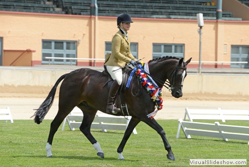 Shauna Chaplin on Champion SA Show Hunter Galloway of the Year  over 14.2hh ne 15hh �Lancefield Park Rajah�