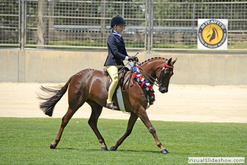 J Marnie on Champion SA Large Pony of the Year over 13hh ne 14hh �Argyl Star Attraction�