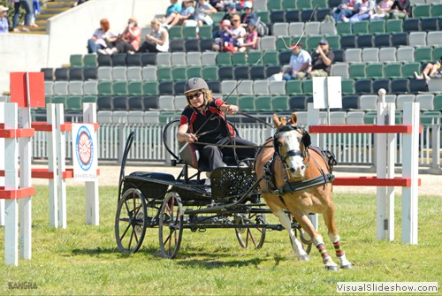 Tina Marshall driving �Westwinds Samson� in the Carriage Driving singles 