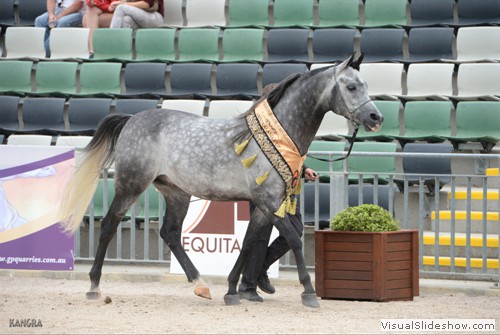 One very successful Arabian competitor after the Arabian Horse Breeders Alliance of Australasia Breeders Cup