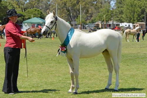 Champion Junior Palomino �Dreamtime Magic� exhibited by Karina Alexander