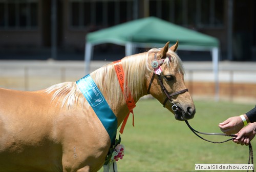 Champion Senior Palomino �Kinsbrook Sunday Best� exhibited by Kinsbrook Stud