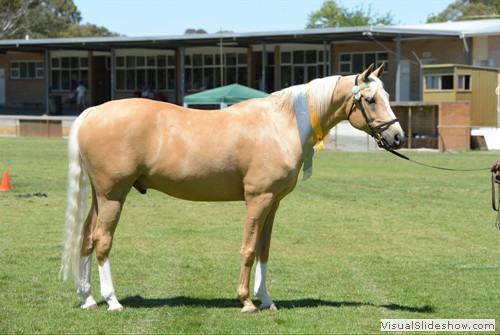 Reserve Champion Senior Palomino �Leewood Lemon Twist� exhibited by Heidi White