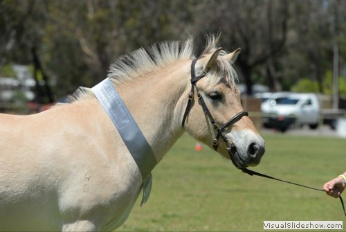 Reserve Champion Junior Buckskin �Harkaway Lodge Ingmar� exhibited by Anne Spiller