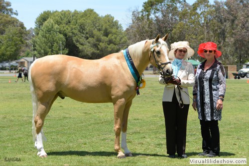 Judge Marianne Grace (TAS) with Grand Champion Palomino �Chevralea Araya� exhibited by Myra Reynolds