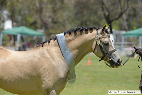 Reserve Champion Senior Buckskin/Dun �Rivington Sweet William� exhibited by Vhallington Stud