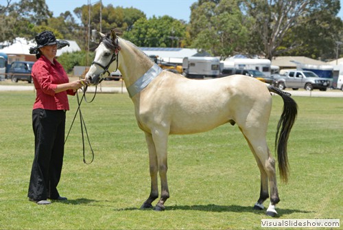 Reserve Champion Junior Buckskin/Dun �Clever Conman� exhibited by Karina Alexander