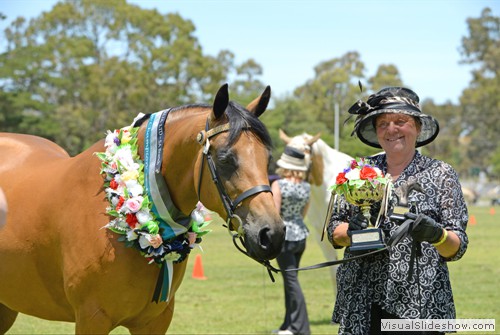 Supreme Champion Dilute �Wayandah Park 1 Zaida� exhibited by Wayandah Park 1.