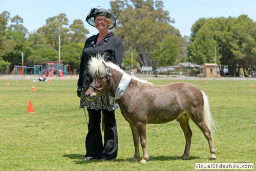 Reserve Champion Senior Broken Coloured Dilute �Bindara Arinos� exhibited by Lisa Wardale.