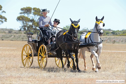 Kim Norris driving �Sirron Georgina� and �Sirron Philippe�