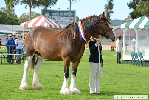 Champion Led Clydesdale Mare or Filly �Lowan Vale Merry� exhibited by LD & CD Sutherland<br/>
