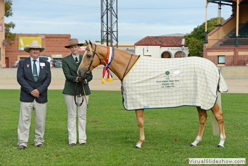 Champion Led Australian Stock Horse Colt or Stallion �Chalani Sunstream� exhibited by Kim Ide 