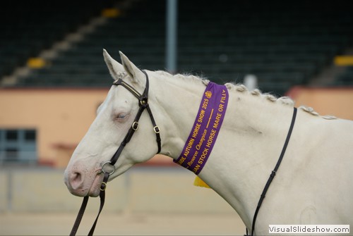 Reserve Champion Led Australian Stock Horse Mare or Filly �Goldmine Latte-HSH� exhibited by Jenni Phillips