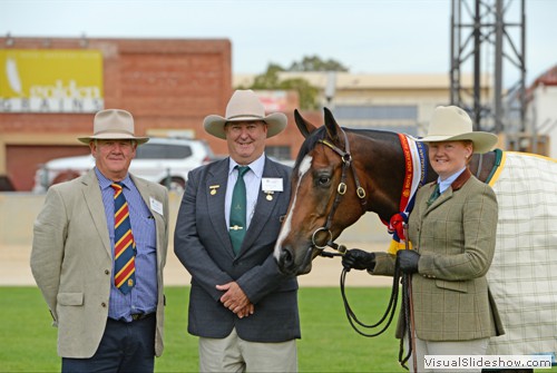 Champion Led Australian Stock Horse Gelding �Kardinia Jackman� exhibited by Carrigan-Walsh Family