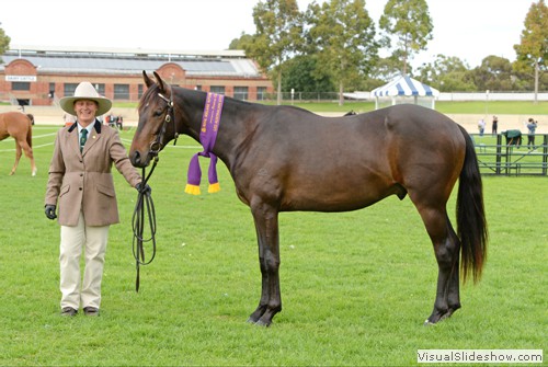 Reserve Champion Led Australian Stock Horse Gelding �Sunnyriver Timex� exhibited by Felicity Green
