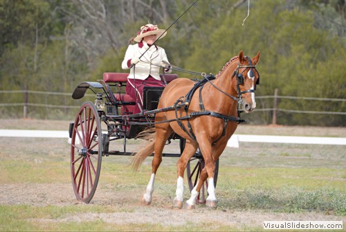 Anna Vaudin driving �Kittle Composer� in the dressage