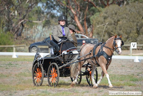 Rhys Vaudin driving �Dalpura Parasol� in the dressage
