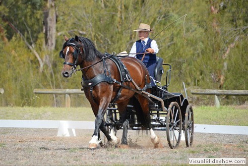 Mari Jarrett driving �Pennant Hew� in the dressage