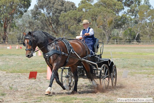 Mari Jarrett driving �Pennant Hew� in the cones