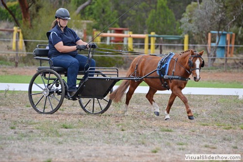 Susan Stuart driving 'Domino Downs Red Ember'<br/>
