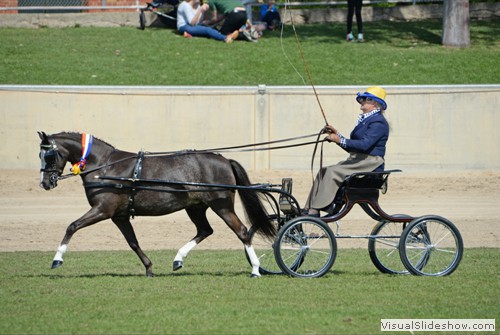 Champion Non-Hackney Pony