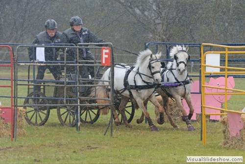 Di Jones driving �Frankdon Park Jumping Jack� and �Frankdon Park Dancer�