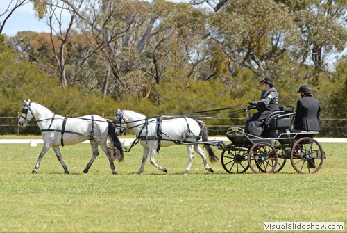 Karen Rogers (VIC) driving �Ripple Brook April� and �Ripple Brook Applique�