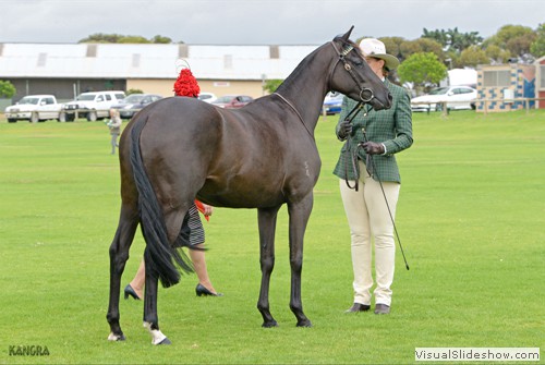 Kim Ide showing Jeanette Gower�s exhibit �Chalani Ripple� in the Led  2yo futurity class