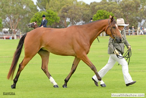 Felicity Green  leading �Sunnyriver Iconic�  during the Led 3yo futurity class